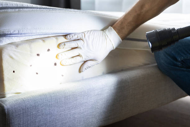 Wasp Removal Services in Madelia, MN