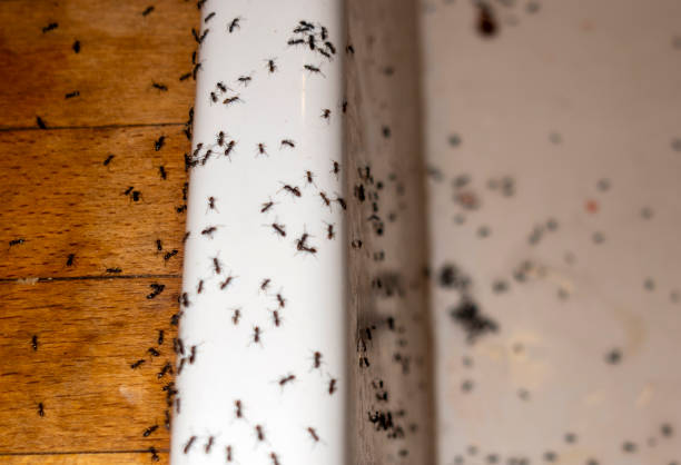Best Residential Pest Control  in Madelia, MN